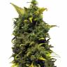 Auto Sweet Cheese feminised Ganja Seeds Auto Sweet Cheese feminised Ganja Seeds