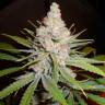 семена культурной конопли купить White Skunk #1 feminised семена культурной конопли купить White Skunk #1 feminised