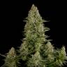 сбд семена конопли White Widow CBD feminised сбд семена конопли White Widow CBD feminised