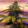 семена конопли онлайн Auto Talas feminised семена конопли онлайн Auto Talas feminised