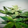 купить семена конопли Auto Talas feminised Bang Seeds купить семена конопли Auto Talas feminised Bang Seeds
