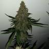 семена конопли для выращивания Auto Blue Mammoth feminised Barneys Farm семена конопли для выращивания Auto Blue Mammoth feminised Barneys Farm