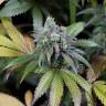 семена медицинской конопли Dinamed CBD feminised Dinafem Seeds семена медицинской конопли Dinamed CBD feminised Dinafem Seeds