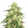 купить семена конопли Mekong High feminised Dutch Passion Seeds купить семена конопли Mekong High feminised Dutch Passion Seeds