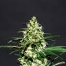 семена конопли для курения Amnesi-K Lemon feminised Kannabia Seeds семена конопли для курения Amnesi-K Lemon feminised Kannabia Seeds