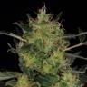 качественные семена конопли CBD-Chronic feminised Serious Seeds качественные семена конопли CBD-Chronic feminised Serious Seeds