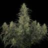 урожайные семена конопли CBD-Chronic feminised Serious Seeds урожайные семена конопли CBD-Chronic feminised Serious Seeds