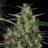 семена конопли в оригинальных упаковках CBD-Chronic feminised Serious Seeds семена конопли в оригинальных упаковках CBD-Chronic feminised Serious Seeds