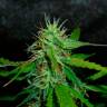 хорошие семена конопли Auto Jack Herer feminised GanjaLiveSeeds хорошие семена конопли Auto Jack Herer feminised GanjaLiveSeeds