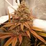 Colombian Gold regular Ganja Seeds Colombian Gold regular Ganja Seeds