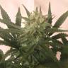 семена индийской конопли Critical + feminised семена индийской конопли Critical + feminised