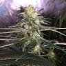 мощные семена конопли Critical + feminised мощные семена конопли Critical + feminised