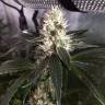 семена конопли с доставкой Critical + feminised семена конопли с доставкой Critical + feminised