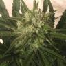 семена конопли в фирменной упаковке Critical + feminised семена конопли в фирменной упаковке Critical + feminised