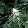 семена сортовой конопли Critical + feminised семена сортовой конопли Critical + feminised