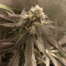 качественные семена конопли Critical + feminised качественные семена конопли Critical + feminised