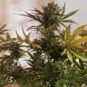 купить семена конопли Critical + feminised купить семена конопли Critical + feminised