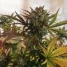 заказ семян конопли Critical + feminised заказ семян конопли Critical + feminised