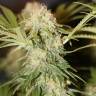 где заказать семена конопли Critical + feminised где заказать семена конопли Critical + feminised