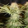 семена конопли наложенным платежом Critical + feminised семена конопли наложенным платежом Critical + feminised