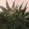 заказать качественные семена конопли Critical + feminised заказать качественные семена конопли Critical + feminised
