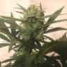 заказать на сайте семена конопли Critical + feminised заказать на сайте семена конопли Critical + feminised