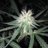 где можно заказать семена конопли Critical + feminised где можно заказать семена конопли Critical + feminised