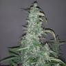 семена культурной конопли купить Auto Wappa feminised семена культурной конопли купить Auto Wappa feminised