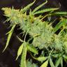 Puta Madre Kush feminised Ganja Seeds Puta Madre Kush feminised Ganja Seeds