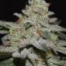 Puta Madre Kush feminised Ganja Seeds Puta Madre Kush feminised Ganja Seeds
