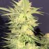 Puta Madre Kush feminised Ganja Seeds Puta Madre Kush feminised Ganja Seeds