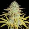 мощные семена конопли Grapefruit feminised Female Seeds мощные семена конопли Grapefruit feminised Female Seeds