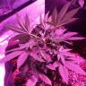 семена конопли аутдор Swiss Cheese feminised Nirvana Seeds семена конопли аутдор Swiss Cheese feminised Nirvana Seeds