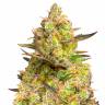 Семена конопли недорого Auto Big Devil XL feminised GanjaLiveSeeds Семена конопли недорого Auto Big Devil XL feminised GanjaLiveSeeds