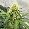Auto Do-Si-Dos feminised Ganja Seeds Auto Do-Si-Dos feminised Ganja Seeds