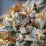 Auto Cookies feminised Ganja Seeds Auto Cookies feminised Ganja Seeds