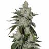 Auto Cookies feminised Ganja Seeds Auto Cookies feminised Ganja Seeds