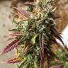 семена конопли курьером Auto Cookies feminised семена конопли курьером Auto Cookies feminised