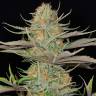 Sweet Deep Grapefruit feminised Dinafem Seeds Sweet Deep Grapefruit feminised Dinafem Seeds