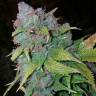 Sweet Deep Grapefruit feminised Dinafem Seeds Sweet Deep Grapefruit feminised Dinafem Seeds