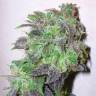 Sweet Deep Grapefruit feminised Dinafem Seeds Sweet Deep Grapefruit feminised Dinafem Seeds