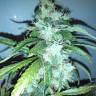 семена конопли курьером Russian Snow regular Ganja Seeds семена конопли курьером Russian Snow regular Ganja Seeds