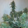 заказ семян конопли Спб Russian Snow regular Ganja Seeds заказ семян конопли Спб Russian Snow regular Ganja Seeds