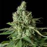 семена конопли Moby Dick CBD feminised Dinafem Seeds семена конопли Moby Dick CBD feminised Dinafem Seeds