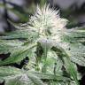 семена сортовой конопли ICE feminised Female Seeds семена сортовой конопли ICE feminised Female Seeds