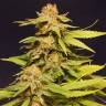 семена индийской конопли Big Bull feminised Kannabia Seeds