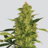 семена конопли гидропоники Sativas Sour Diesel feminised Nirvana Seeds семена конопли гидропоники Sativas Sour Diesel feminised Nirvana Seeds