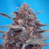 Недорогие семена конопли Auto Devil Cream feminised GanjaLiveSeeds Недорогие семена конопли Auto Devil Cream feminised GanjaLiveSeeds