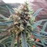 семена конопли сорта сатива Amnesia feminised семена конопли сорта сатива Amnesia feminised