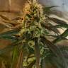 семена конопли марихуаны Amnesia feminised семена конопли марихуаны Amnesia feminised